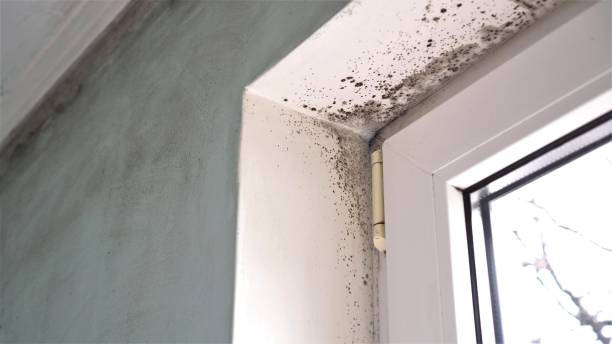 Trusted Turnersville, NJ Mold Removal Experts