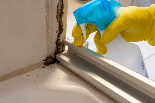 Best Attic Mold Removal  in Turnersville, NJ