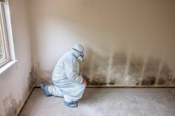 Best Mold Damage Repair  in Turnersville, NJ