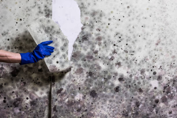 Attic Mold Removal in Turnersville, NJ